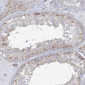 Anti-DNAJC18 antibody produced in rabbit Prestige Antibodies® Powered by Atlas Antibodies, affinity isolated antibody, buffered aqueous glycerol solution