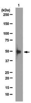 Anti-Pygo1 Antibody from rabbit, purified by affinity chromatography