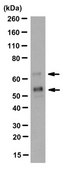 Anti-Synapsin-2 Antibody, clone 19.21 clone 19.21, from mouse