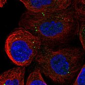Anti-ATP11A antibody produced in rabbit Prestige Antibodies® Powered by Atlas Antibodies, affinity isolated antibody, buffered aqueous glycerol solution