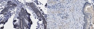 Anti-CXCR-4 from rabbit, purified by affinity chromatography