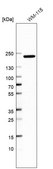 Anti-ARHGAP35 antibody produced in rabbit Prestige Antibodies® Powered by Atlas Antibodies, affinity isolated antibody, buffered aqueous glycerol solution