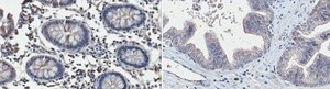 Anti-GNAQ Antibody, clone 8A11.1 clone 8A11.1, from mouse