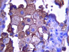 Anti-Heparan Sulfate Proteoglycan (Perlecan) Antibody, clone A7L6 clone A7L6, from rat