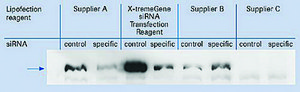 X-tremeGENE™ siRNA Transfection Reagent Polymer reagent for delivering siRNA to common cell lines