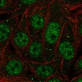 Anti-PCBP1 antibody produced in rabbit Prestige Antibodies® Powered by Atlas Antibodies, affinity isolated antibody