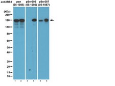 Anti-IRS1 Antibody, clone 4.2.2 clone 4.2.2, from mouse