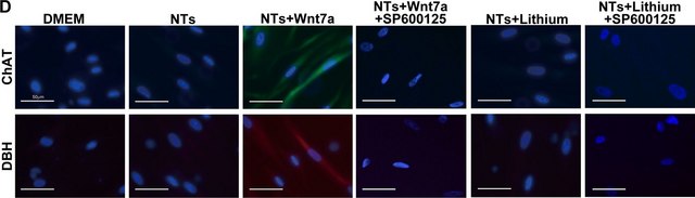 Anti-Dopamine &#946; Hydroxylase Antibody serum, Chemicon&#174;