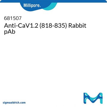 Anti-CaV1.2 (818-835) Rabbit pAb