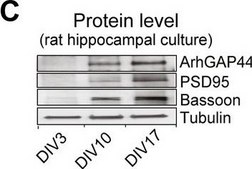 Anti-β-Tubulin III (neuronal) antibody, Mouse monoclonal ~1.0 mg/mL, clone 2G10, purified from hybridoma cell culture