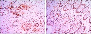 Anti-KDM4A Antibody, clone5H1 ascites fluid, clone 5H1, from mouse
