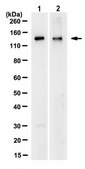 Anti-CCAR1 Antibody, clone 4B9.1 clone 4B9.1, from mouse