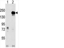 Anti-EHMT1 Antibody from rabbit