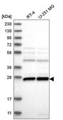 Anti-C1orf216 antibody produced in rabbit Prestige Antibodies® Powered by Atlas Antibodies, affinity isolated antibody