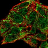 Anti-MRPL46 antibody produced in rabbit Prestige Antibodies® Powered by Atlas Antibodies, affinity isolated antibody, buffered aqueous glycerol solution