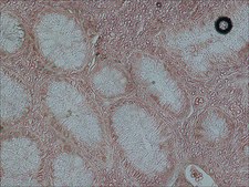 Anti-c-Fos antibody produced in rabbit IgG fraction of antiserum, buffered aqueous solution