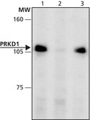 Anti-PRKD1 (376-390) antibody produced in rabbit IgG fraction of antiserum, buffered aqueous solution