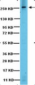 Anti-IP3 Receptor Antibody from rabbit