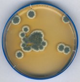 Sabouraud Dextrose Agar lid, ICR: non lockable plate, plate diam. 90 mm, sterile; irradiated, triple packed of 20 or 120 plates, suitable for air monitoring