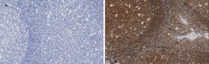 Anti-NF-kB p50/105 Antibody, clone 1N19, ZooMAb® Rabbit Monoclonal recombinant, expressed in HEK 293 cells