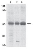 Anti-TRIM5 alpha Antibody from rabbit, purified by affinity chromatography