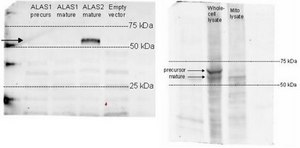Anti-ALAS-E from rabbit