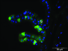 Monoclonal Anti-phospho-Histone H3 (pSer28) antibody produced in rat ~0.5 mg/mL, clone HTA28, purified immunoglobulin, buffered aqueous solution