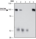 Anti-DGCR8 (N-terminal) antibody produced in rabbit ~1.0 mg/mL, affinity isolated antibody