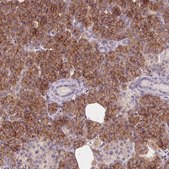 Anti-AQP8 antibody produced in rabbit Prestige Antibodies® Powered by Atlas Antibodies, affinity isolated antibody, buffered aqueous glycerol solution