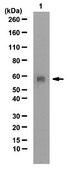 Anti-RING finger protein 8 Antibody from rabbit, purified by affinity chromatography