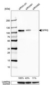 Anti-SFPQ antibody produced in rabbit Prestige Antibodies® Powered by Atlas Antibodies, affinity isolated antibody, buffered aqueous glycerol solution