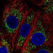 Anti-DHTKD1 antibody produced in rabbit Prestige Antibodies® Powered by Atlas Antibodies, affinity isolated antibody