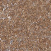 Anti-EIF3E antibody produced in rabbit Prestige Antibodies® Powered by Atlas Antibodies, affinity isolated antibody, buffered aqueous glycerol solution