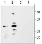Anti-Pro-BDNF antibody produced in rabbit affinity isolated antibody, lyophilized powder