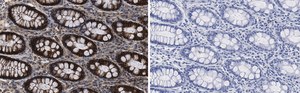 Anti-Na+-K+ ATPase α1 Antibody, clone 1E13 ZooMAb® Rabbit Monoclonal recombinant, expressed in HEK 293 cells
