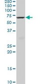 ANTI-HNF4A antibody produced in mouse clone 3C6, purified immunoglobulin, buffered aqueous solution