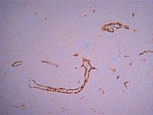 Blood Vessel Staining Kit Reagents &amp; materials supplied in the Blood Vessel Staining Kit are sufficient for staining 100 tissue sections &amp; when stored at 2-8ºC is stable up to the expiration date.