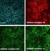 HEK293 GABAA Receptor α1β2γ2 (short form) Cell Line