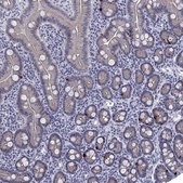 Anti-HTR4 antibody produced in rabbit Prestige Antibodies® Powered by Atlas Antibodies, affinity isolated antibody, buffered aqueous glycerol solution