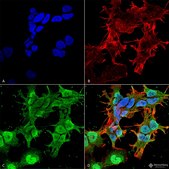 Monoclonal Anti-Asic1 - Fitc antibody produced in mouse clone S271-44, purified immunoglobulin