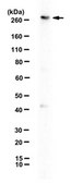 Anti-ATM Antibody Upstate®, from rabbit
