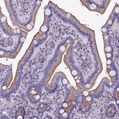 Anti-SELENOT antibody produced in rabbit Prestige Antibodies® Powered by Atlas Antibodies, affinity isolated antibody, buffered aqueous glycerol solution