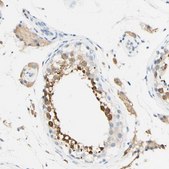 Anti-FGF4 antibody produced in rabbit Prestige Antibodies® Powered by Atlas Antibodies, affinity isolated antibody, buffered aqueous glycerol solution