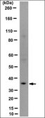 Anti-Hox-C10 Antibody, clone 2F11.1 clone 2F11.1, from mouse
