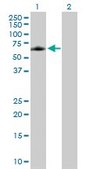 Anti-ELK4 antibody produced in mouse purified immunoglobulin, buffered aqueous solution