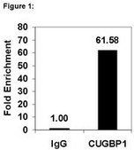 RIPAb+ CUGBP1 - RIP Validated Antibody and Primer Set