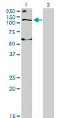 Monoclonal Anti-SLC12A4 antibody produced in mouse clone 1H6, purified immunoglobulin, buffered aqueous solution