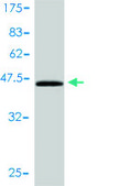 Monoclonal Anti-CEBPG antibody produced in mouse clone 3A3-1A6, purified immunoglobulin, buffered aqueous solution