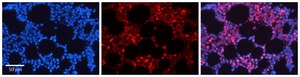 Anti-NFKB1 antibody produced in rabbit affinity isolated antibody