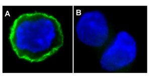 Anti-phospho-EGFR (Tyr1173) Antibody, clone 9H2, Alexa Fluor™ 488 clone 9H2, Upstate®, from mouse